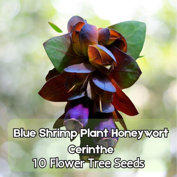 strawberry popcorn seeds Popcorn Strawberry Seed main image 0