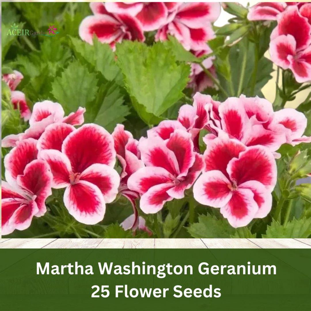 25 Martha Washington Geranium Seeds – Heirloom Pelargonium, Stunning ...