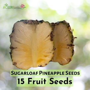 15 Sugarloaf Pineapple Seeds – Sweet Tropical Fruit – Grow Your Own Pineapple Plant