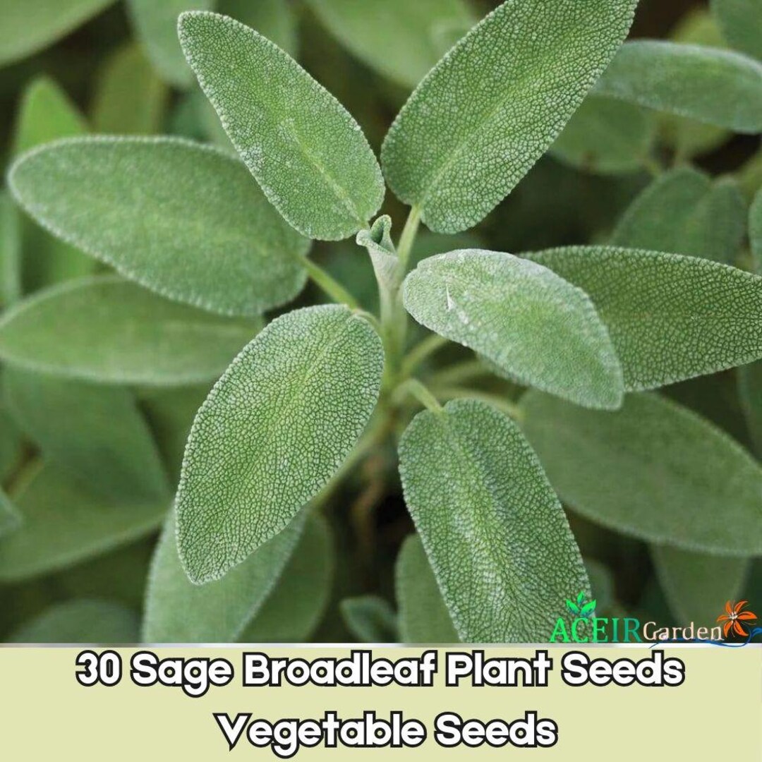 30 Seeds Sage Broadleaf Culinary Herb Garden Plant Fast Shipping - Etsy
