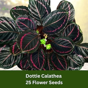 25 Dottie Calathea Seeds – Rare Dark Purple & Pink Houseplant – Stunning Foliage