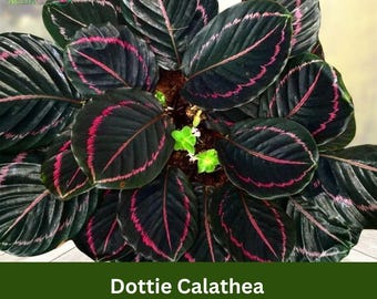 25 Dottie Calathea Seeds – Rare Dark Purple & Pink Houseplant – Stunning Foliage