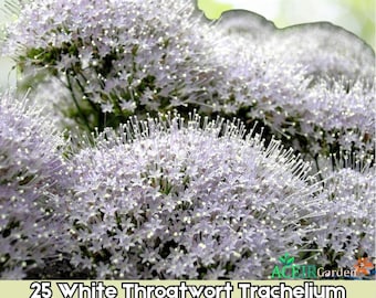 25 semillas de flor de Trachelium caeruleum (hierba blanca), envío rápido