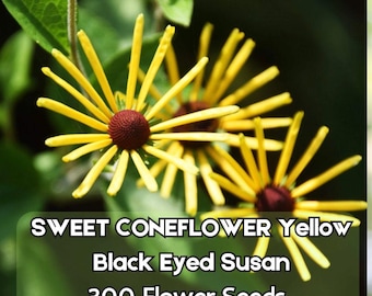 300 Sweet Coneflower Seeds – Rudbeckia Subtomentosa Black-Eyed Susan Fast Shipping