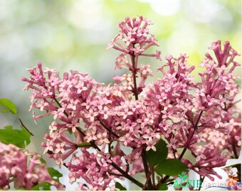 30 Pink Hungarian Lilac Seeds – Syringa josikaea Fragrant Flowering Shrub Tree – Hardy Spring Blooms – Fast Shipping