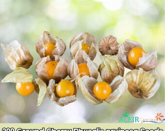 200 semillas de Physalis pruinosa (cereza de tierra) Envío rápido