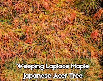 10 Weeping Laceleaf Maple Tree Seeds Acer palmatum Dissectum Fast Shipping