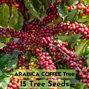15 Arabica Coffee Seeds Coffea Arabica Tropical Houseplant Tree Shrub