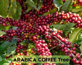15 Arabica Coffee Seeds Coffea Arabica Tropical Houseplant Tree Shrub
