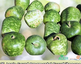 25 semillas de calabaza ornamental (Cucurbita pepo) Envío rápido