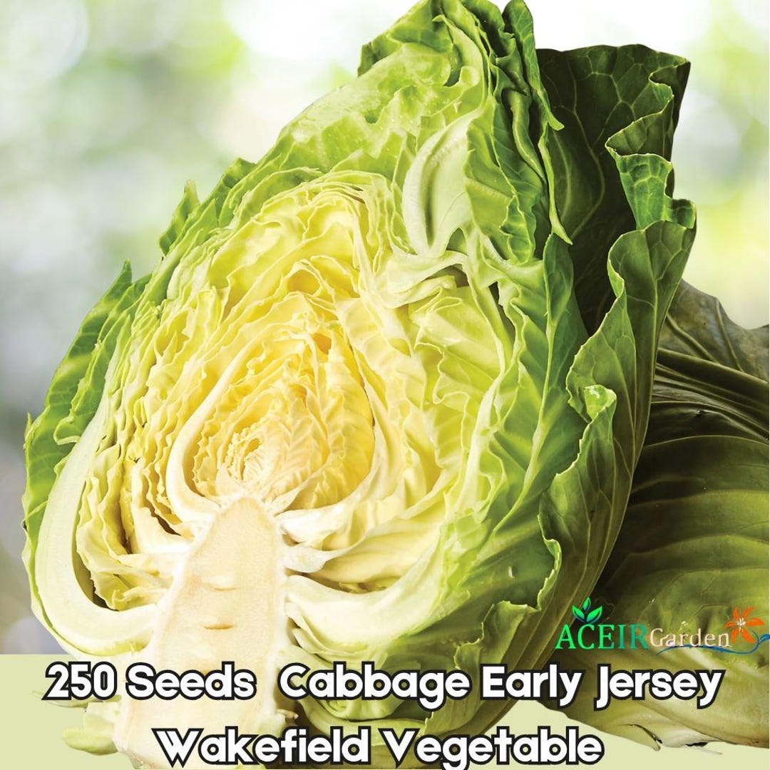 250 Early Jersey Wakefield Cabbage Seeds – Heirloom Early Green ...