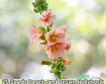 Semillas de flores de malvarrosa Alcea rosea color melocotón y marrón, 25 unidades, flores perennes altas, envío rápido