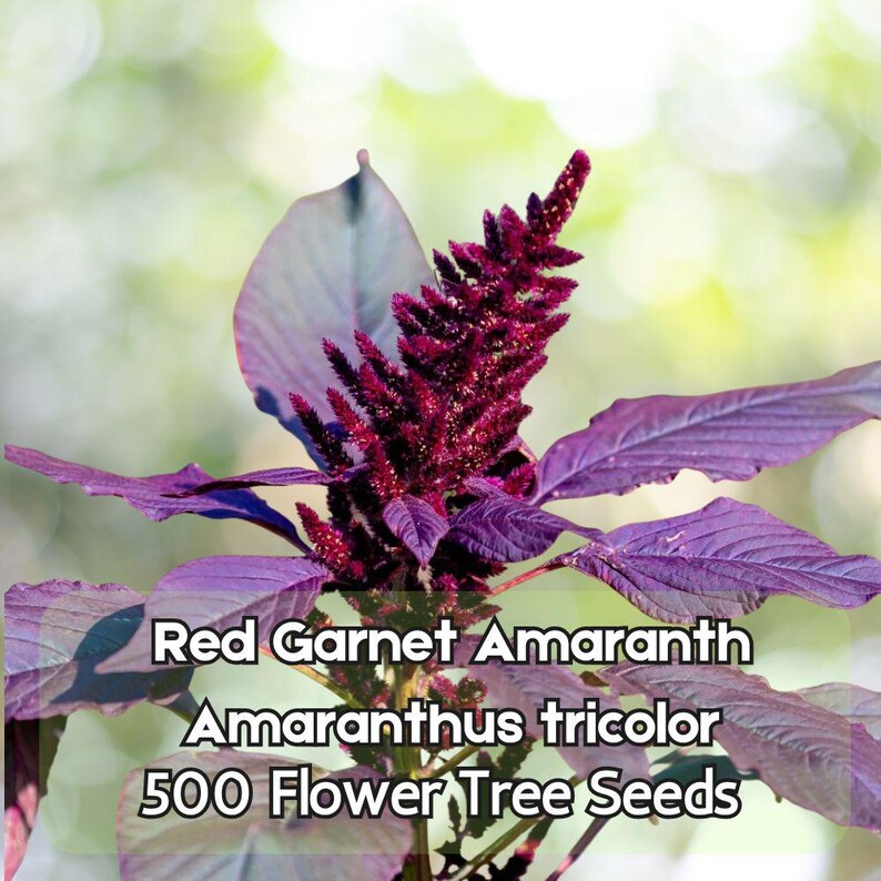 500 Red Garnet Amaranth Seeds – Amaranthus Tricolor Vegetable & Flower ...