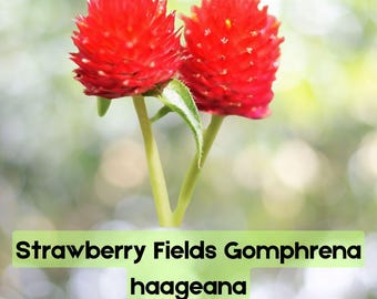 50 semillas de Gomphrena haageana (Campos de Fresa)