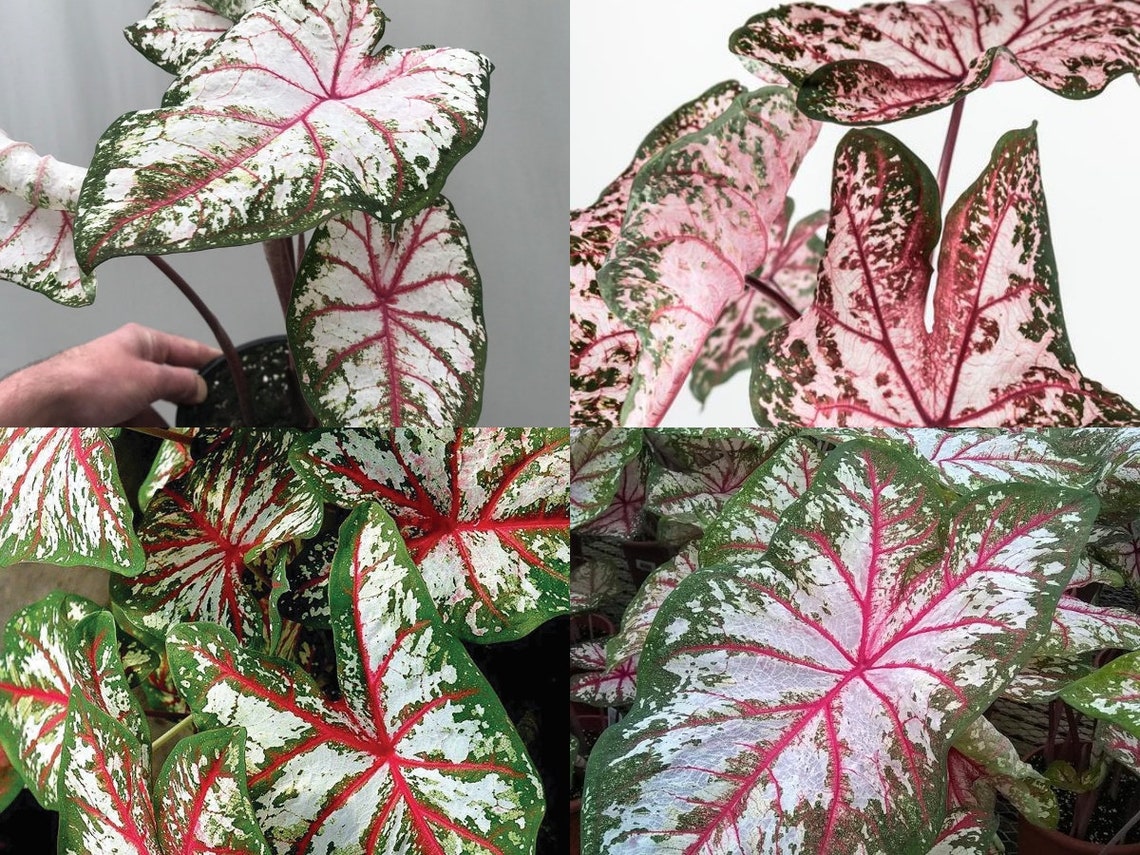 Caladium Tapestry Plant Bulb Taille 2 Plante tropicale Multi Etsy