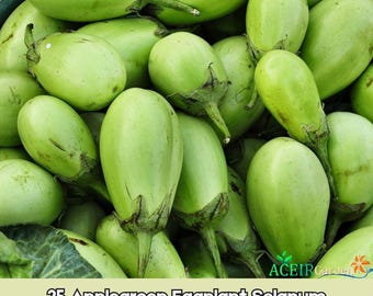 25 semillas de berenjena verde manzana (Solanum melongena)