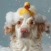 see more listings in the Pet Portrait section