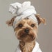 see more listings in the Pet Portrait section