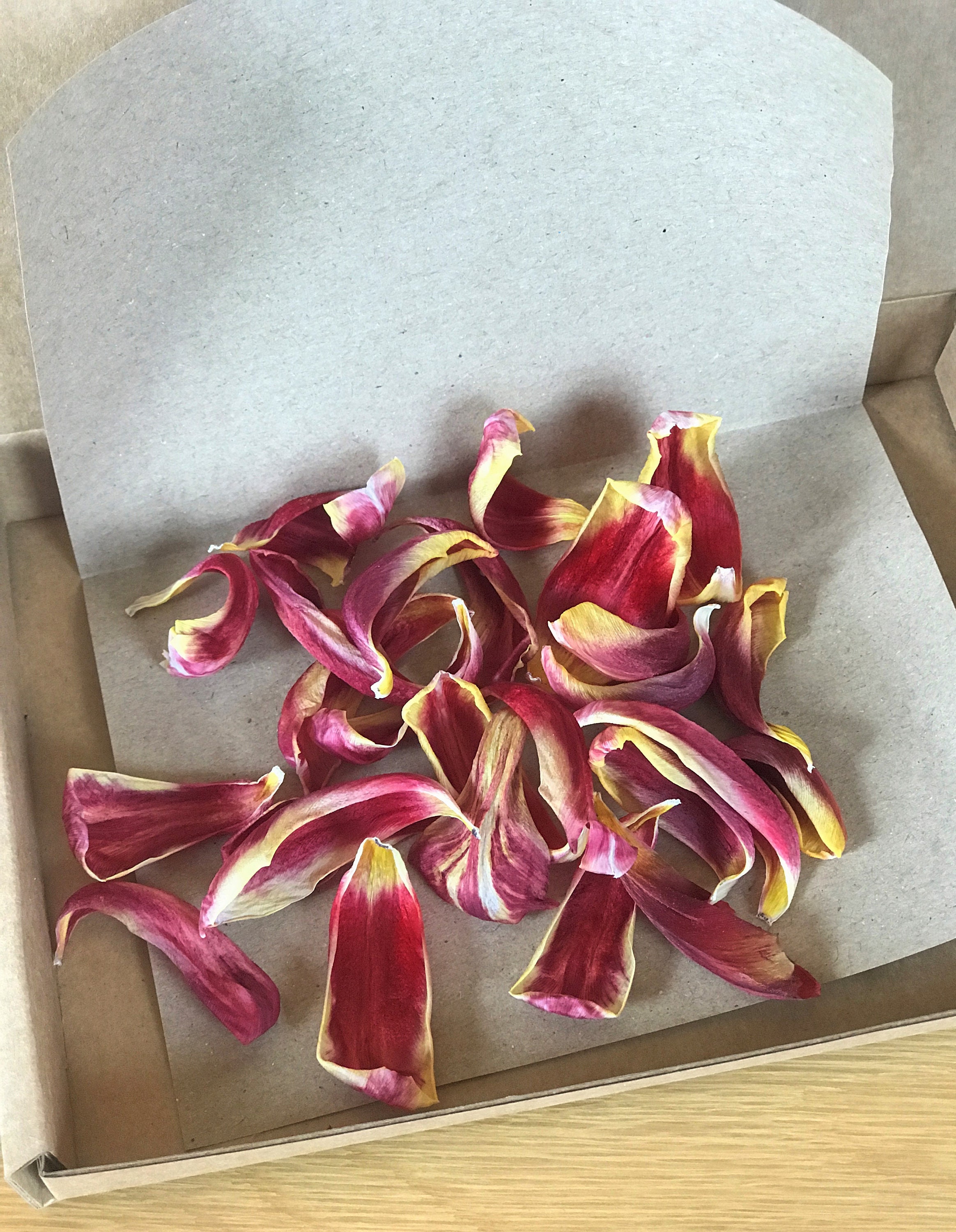 Dried tulip petals Tulip petals for crafts Tulip petals Etsy
