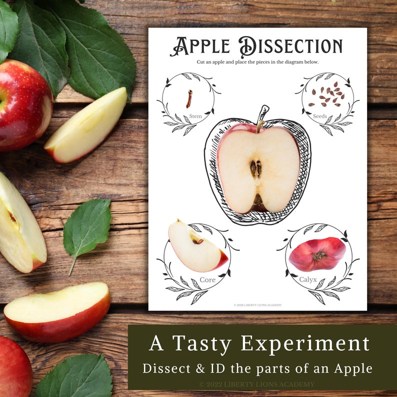 Apple Unit Study: Lifecycle, Fractions, Anatomy (digital Download) - Etsy