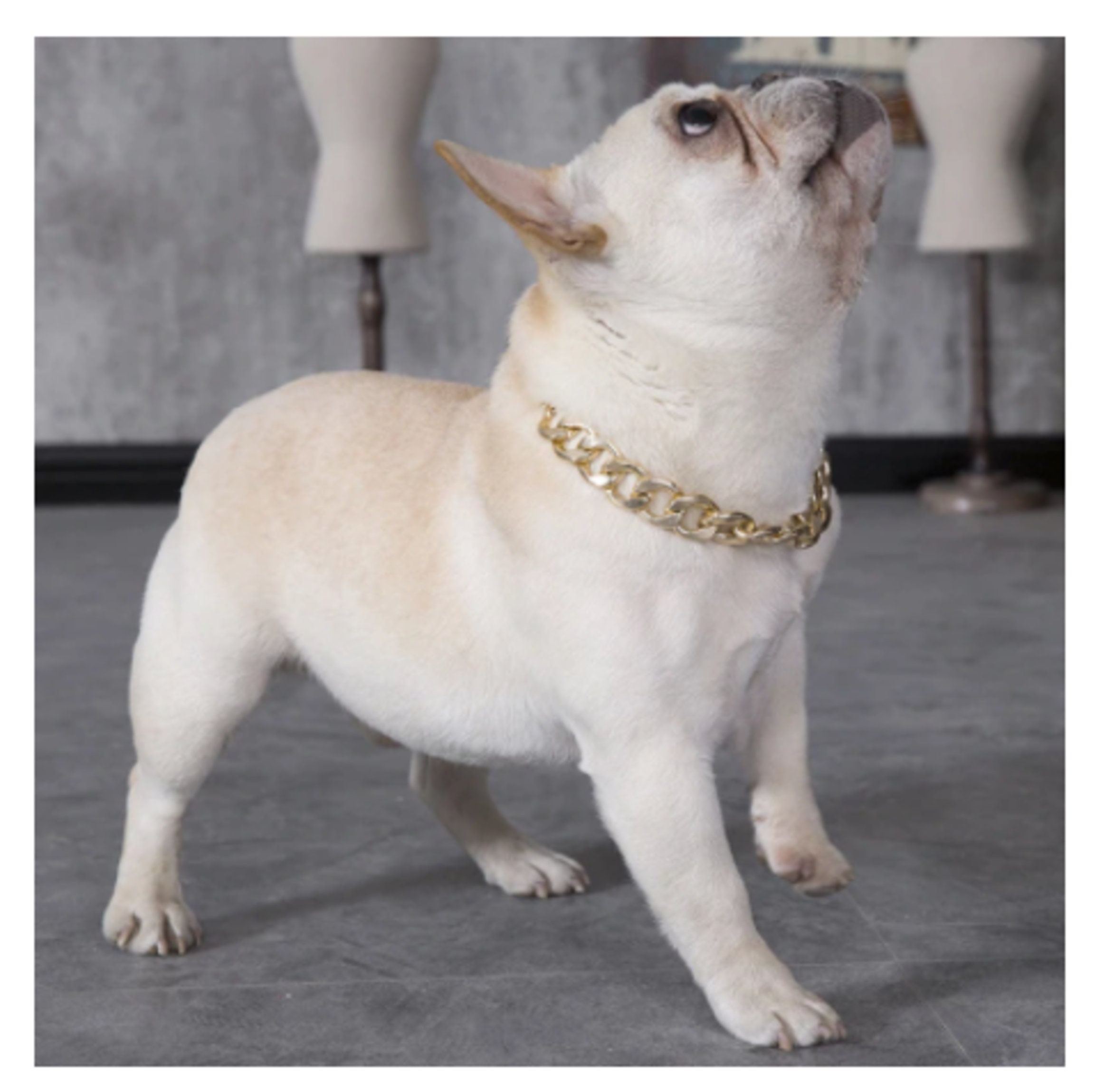 Französische Bulldogge Typ HipHop Stil große Goldkette kleine Etsy