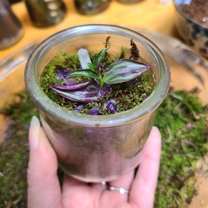 DIY Mini Crystal Terrarium | Living Moss Terrarium Kit w Live Natural Plants, Moss Agate & Amethyst Crystals, Easy Fun Ecofriendly DIY Craft