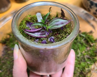 DIY Mini Crystal Terrarium | Living Moss Terrarium Kit w Live Natural Plants, Moss Agate & Amethyst Crystals, Easy Fun Ecofriendly DIY Craft