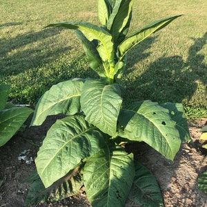 Louisiana Perique Tobacco Seed (Nicotiana Tabacum)