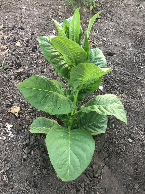 criollo 98 tobacco Criollo-98 Tobacco Seeds: Non-gmo Nicotiana Tabacum, Ornamental Flowers  Free Shipping No Tracking Read Description