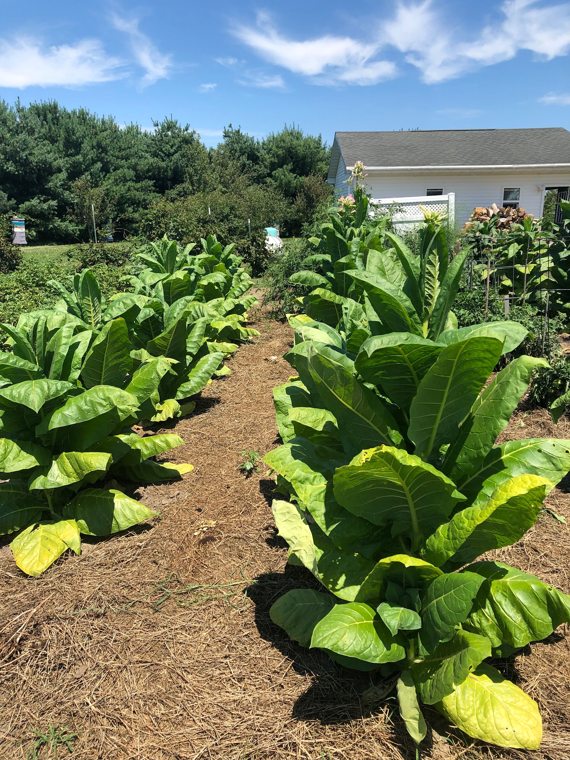kentucky burley tobacco seeds Kentucky Burley Tobacco Seeds: Non-gmo Nicotiana Tabacum, Heavy Producing  Burley Free Shipping No Tracking Read Description
