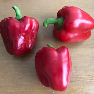 Sweet Red Bell Pepper Heirloom Seeds 50+ Non-GMO