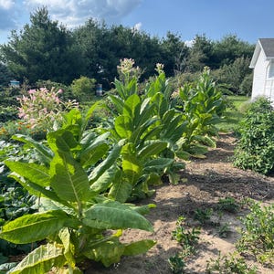 Tennessee Burley Tobacco Seeds: Non-GMO Nicotiana Tabacum Free Shipping No Tracking Read Description