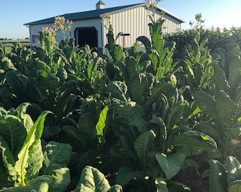 Virginia Gold Tobacco Seeds: Non-GMO Nicotiana Tabacum, Best Seller Free Shipping No Tracking Read Description