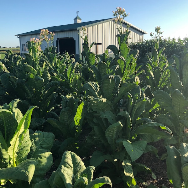 Virginia Gold Tobacco Seeds: Non-GMO Nicotiana Tabacum, Best Seller Free Shipping No Tracking Read Description