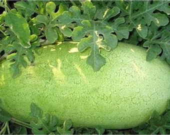 Charleston Grey Heirloom Watermelon (35 Seeds)