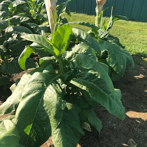May include: Close-up of tobacco plants with large green leaves. The plants are growing in a field and have white paper coverings over the tops.