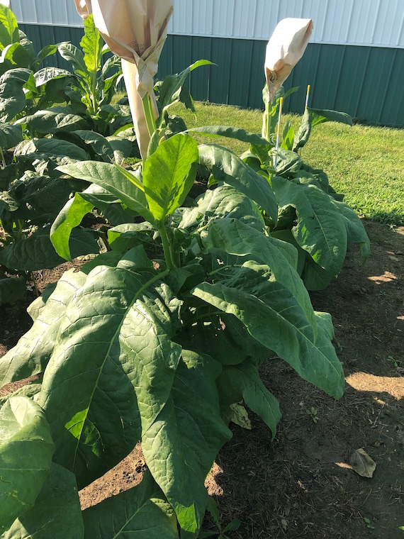 Connecticut Broadleaf Tobacco Seeds: Non-gmo Nicotiana Tabacum, Ornamental  Foliage Free Shipping No Tracking Read Description