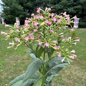 raw tobacco leaf near me All Tobacco Leaf