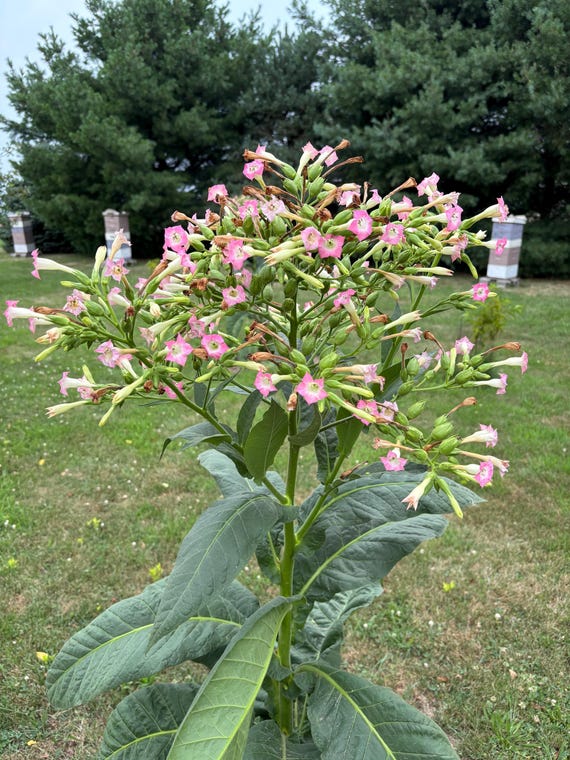 grow your own tobacco laws Is it legal to grow tobacco for personal use?