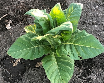 Tennessee Burley Tobacco Seeds: Non-GMO Nicotiana Tabacum Free, Large Harvest with Ornamental Flowers Shipping No Tracking Read Description