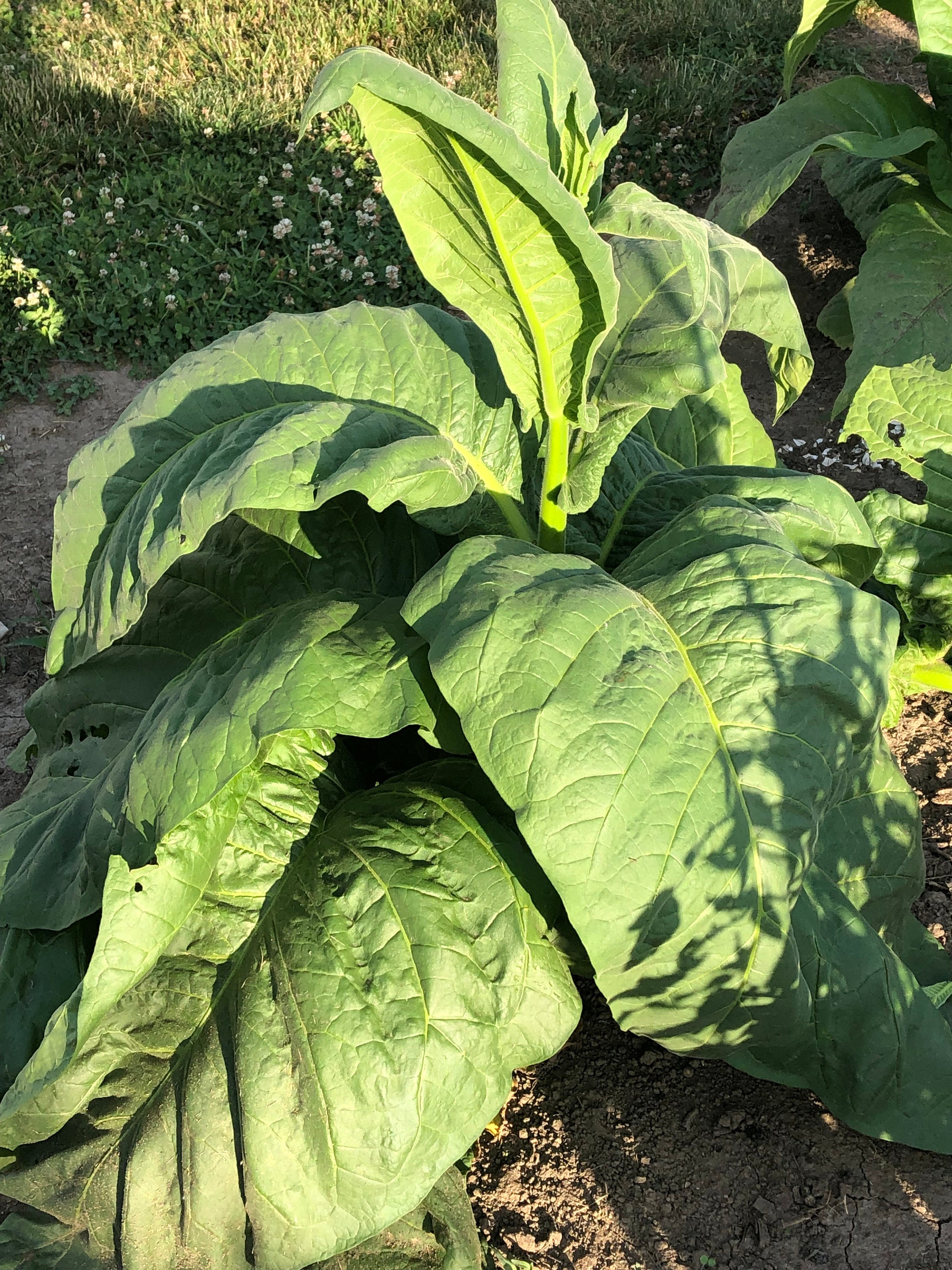 fully grown tobacco plant The Searing Beauty, and Harsh Reality, of a Kentucky Harvest Green tobacco plant crop growing