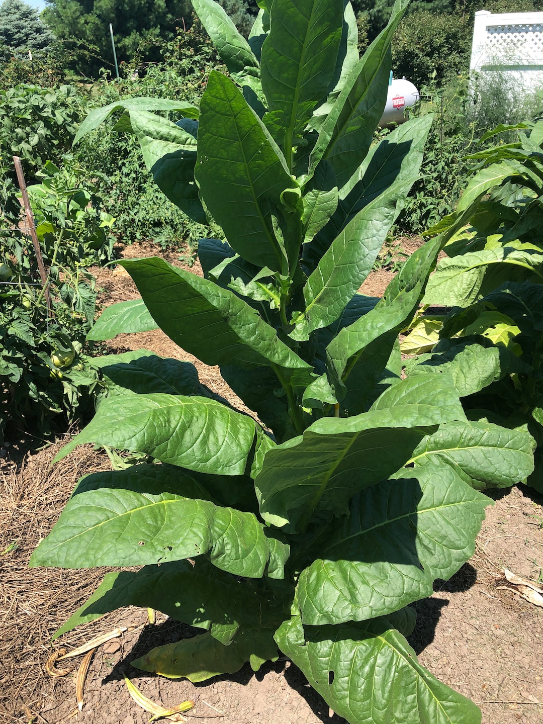 how big are tobacco leaves Havana-608 Tobacco Seeds: Non-gmo Nicotiana Tabacum, Bright Green Leaves  Free Shipping No Tracking Read Description