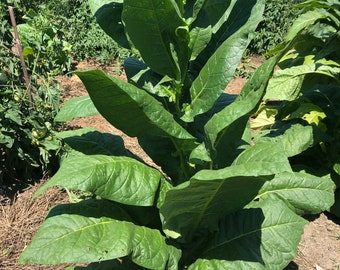 Havana-608 Tobacco Seeds: Non-GMO Nicotiana Tabacum, Bright Green Leaves Free Shipping No Tracking Read Description