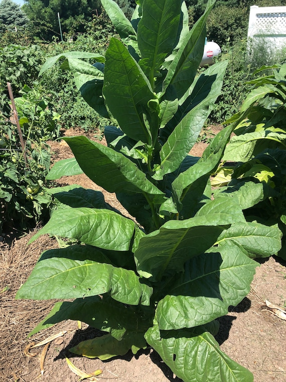 can i buy tobacco leaves Havana-608 Tobacco Seeds: Non-gmo Nicotiana Tabacum, Bright Green Leaves  Free Shipping No Tracking Read Description