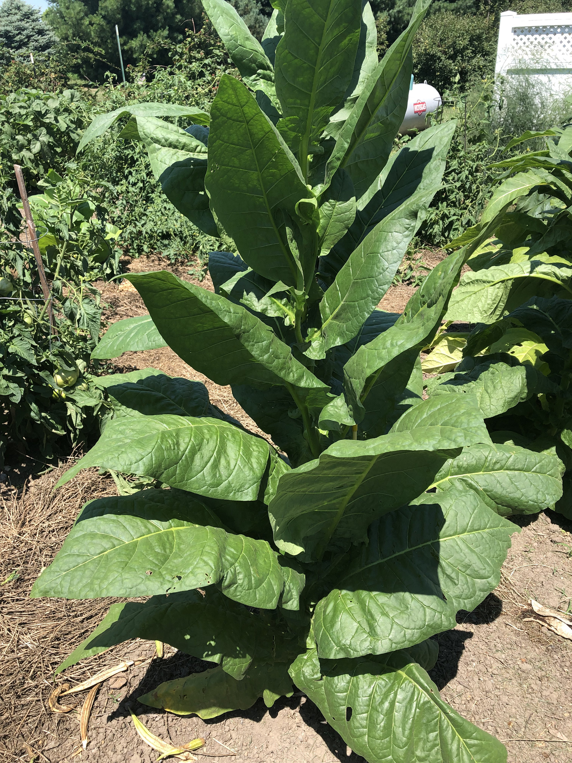 havana tobacco plant Buy Havana-608 Tobacco Seeds: Non-gmo Nicotiana Tabacum, Bright Green  Leaves Free Shipping No Tracking Read Description Online in India