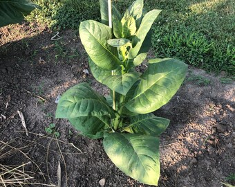 black sea samsun tobacco Black Sea Samsun Tobacco Seeds: Non-gmo Nicotiana Tabacum, Turkish Variety  Free Shipping No Tracking Read Description