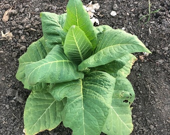 corojo tobacco seeds - 99 mold and pests corojo tobacco seeds Feature Story: