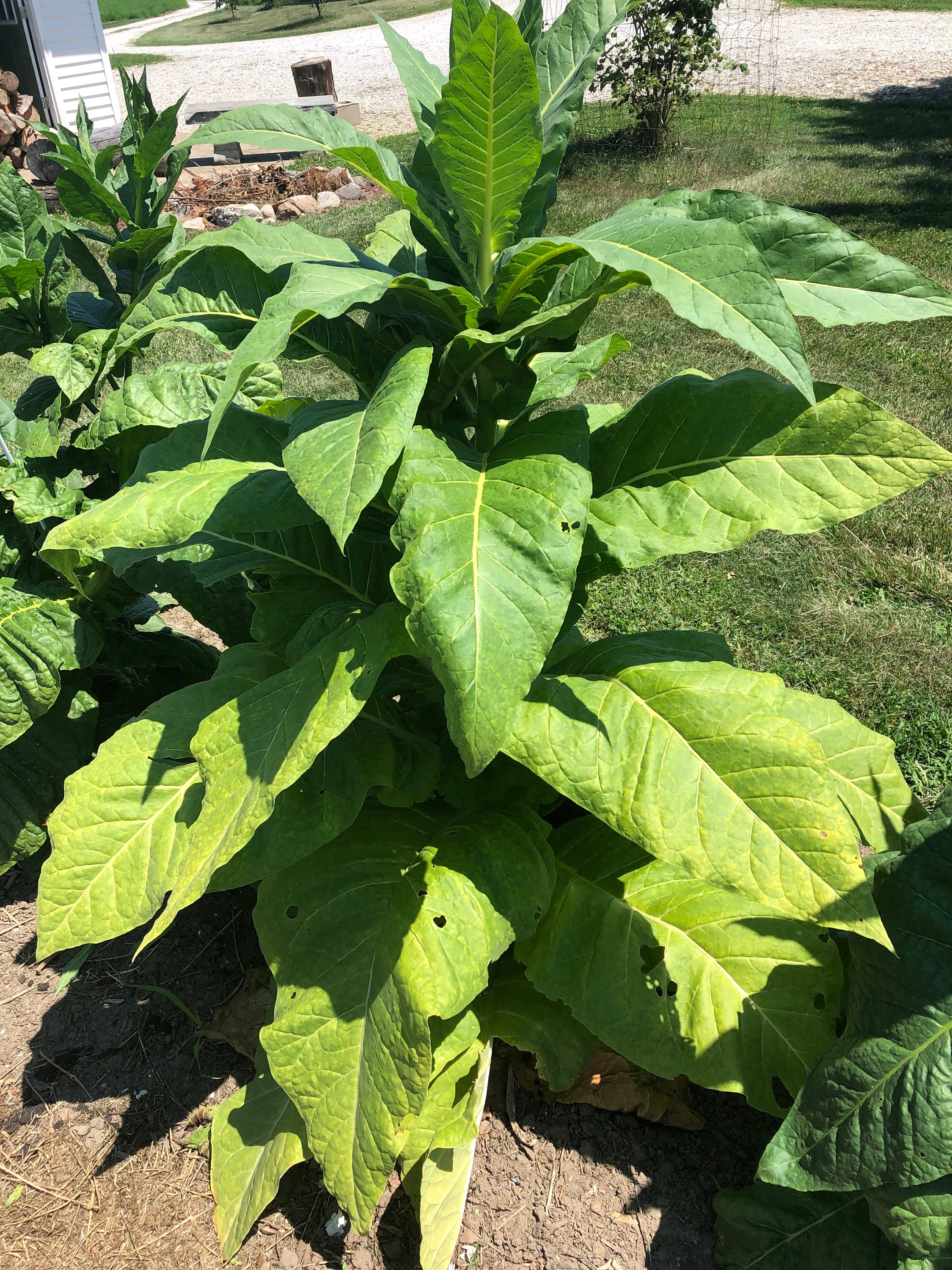 tn90 burley tobacco Smoking Seeds 1500 TN90 Burley Tobacco Seeds – Nicotiana Tabacum, Easy Grow  Herb For Garden