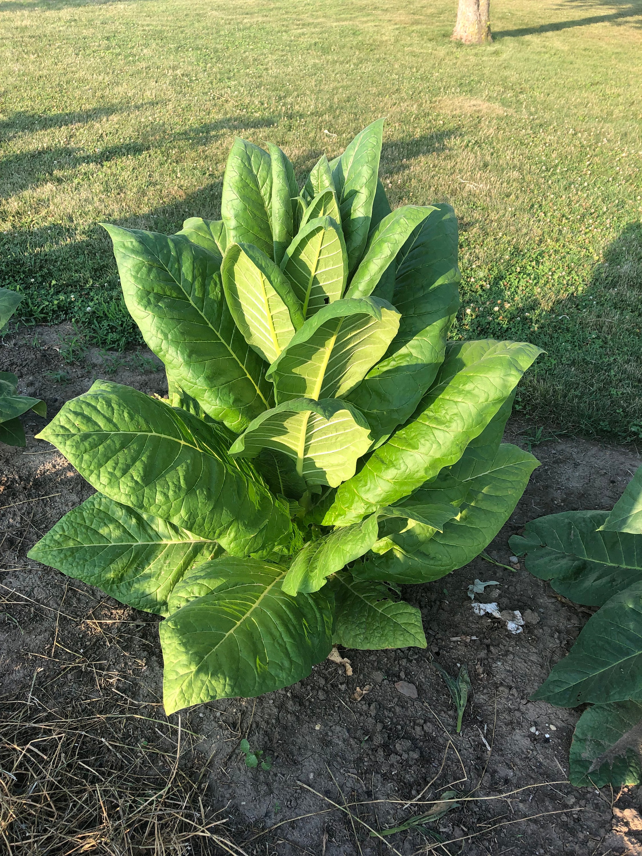 Tennessee Burley Tobacco Seeds: Non-gmo Nicotiana Tabacum Free, Large  Harvest With Ornamental Flowers Shipping No Tracking Read Description