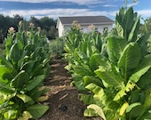Kentucky Burley Tobacco Seeds: Non-gmo Nicotiana Tabacum, Heavy Producing  Burley Free Shipping No Tracking Read Description